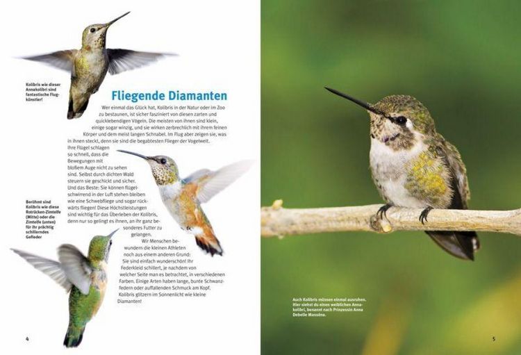 Produktbild: Entdecke die Kolibris