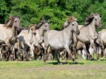 Produktbild: Galoppierende Herde D&uuml;lmener Wildpferde (Puzzle)
