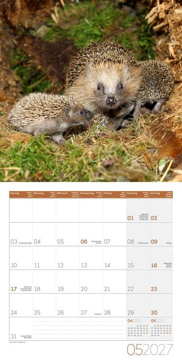 Produktbild: Igel Kalender 2027 - 30x30 - Art12