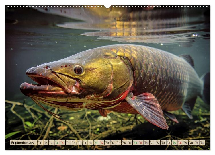 Produktbild: Gro&szlig;tiere - Weltweit (hochwertiger Premium Wandkalender 2027 DIN A2 quer), Kunstdruck in Hochglanz