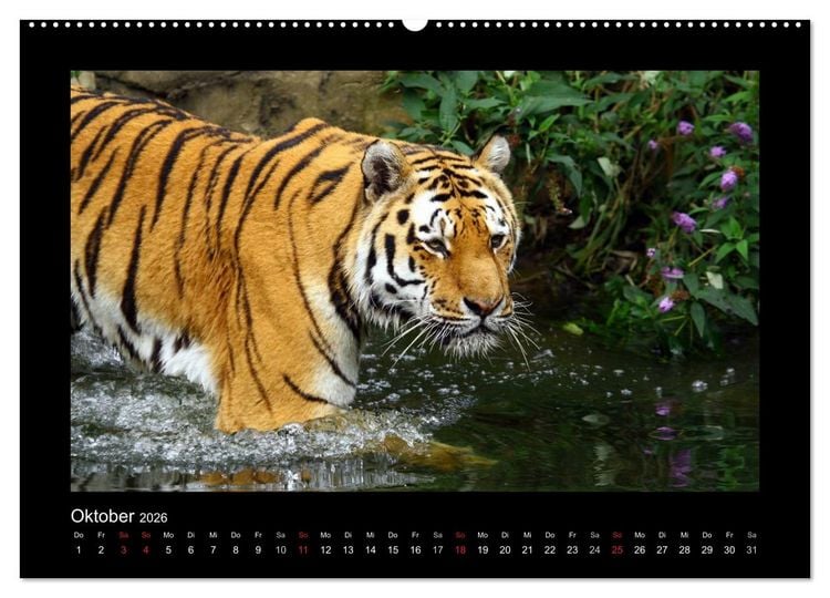 Produktbild: Welt der Katzen - Tiger (Wandkalender 2026 DIN A2 quer), CALVENDO Monatskalender