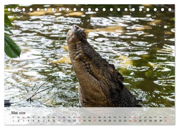 Produktbild: Gro&szlig;e Echsen. Krokodile und Alligatoren (Tischkalender 2026 DIN A5 quer), CALVENDO Monatskalender