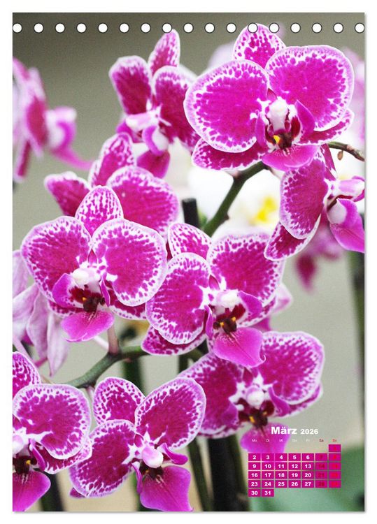Produktbild: Traumhafte Orchideen (Tischkalender 2026 DIN A5 hoch), CALVENDO Monatskalender