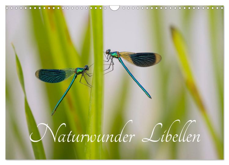 Produktbild: Naturwunder Libellen (Wandkalender 2026 DIN A3 quer), CALVENDO Monatskalender