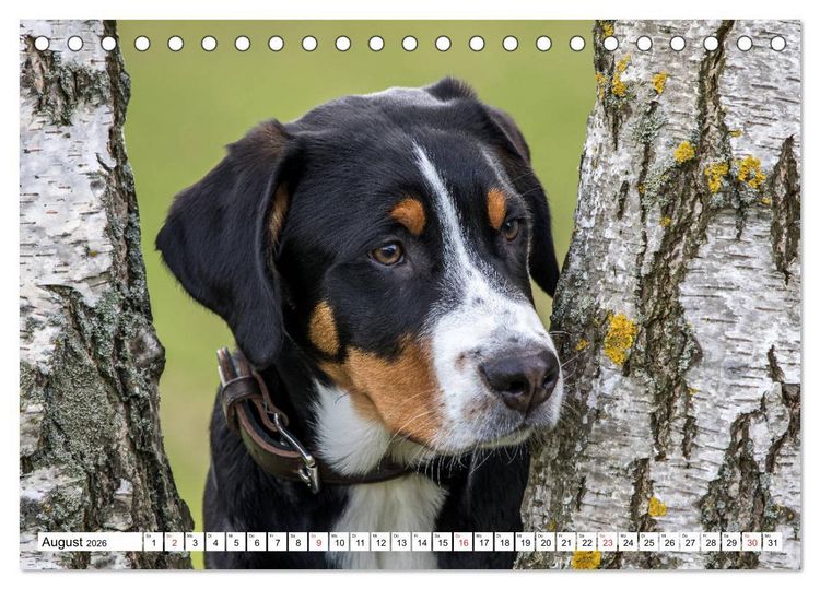 Produktbild: Gro&szlig;er Schweizer Sennenhund (Tischkalender 2026 DIN A5 quer), CALVENDO Monatskalender