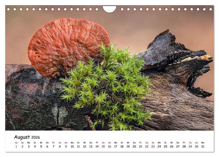 Produktbild: Pilzgalerie - Die bunte Welt der Baumpilze (Wandkalender 2026 DIN A4 quer), CALVENDO Monatskalender
