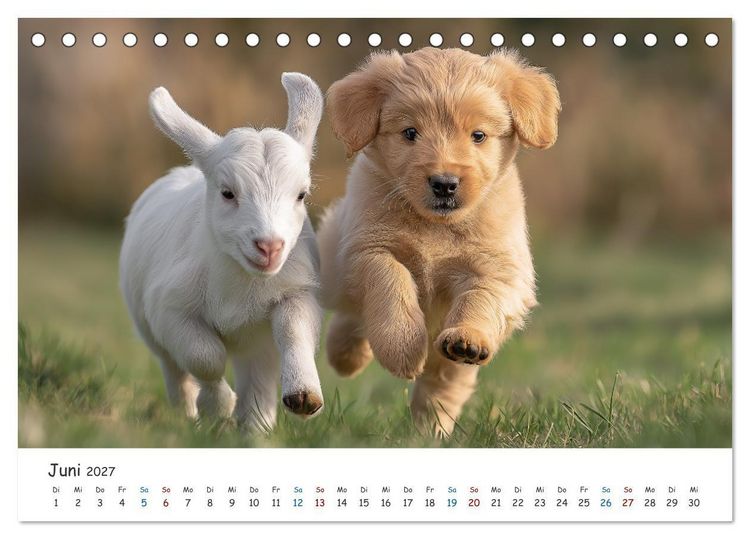 Produktbild: Wenn Tiere Freunde werden (Tischkalender 2027 DIN A5 quer), CALVENDO Monatskalender