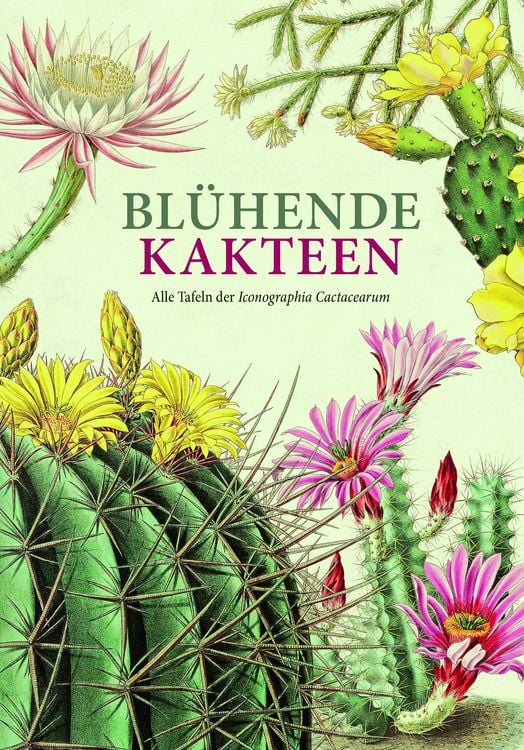 Produktbild: Bl&uuml;hende Kakteen