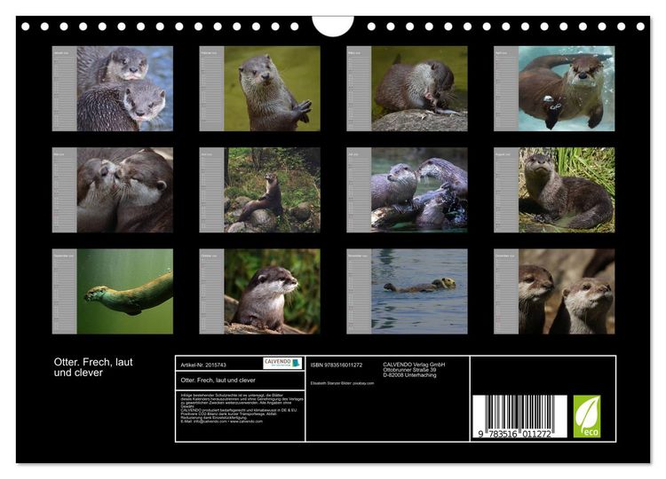 Produktbild: Otter. Frech, laut und clever (Wandkalender 2026 DIN A4 quer), CALVENDO Monatskalender