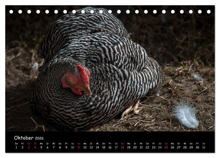 Produktbild: Gartenh&uuml;hner (Tischkalender 2026 DIN A5 quer), CALVENDO Monatskalender