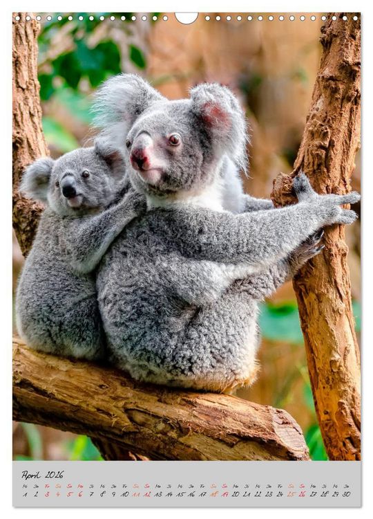 Produktbild: Koala, kleiner B&auml;r (Wandkalender 2026 DIN A3 hoch), CALVENDO Monatskalender
