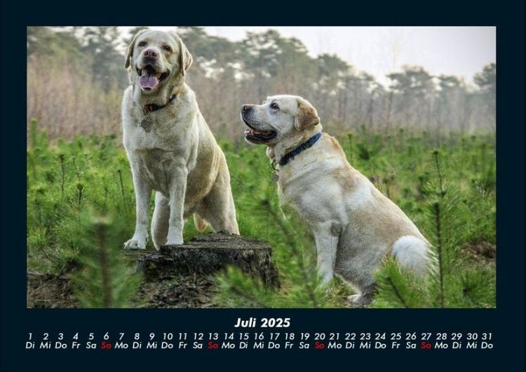 Produktbild: Der Hundekalender 2025 Fotokalender DIN A4