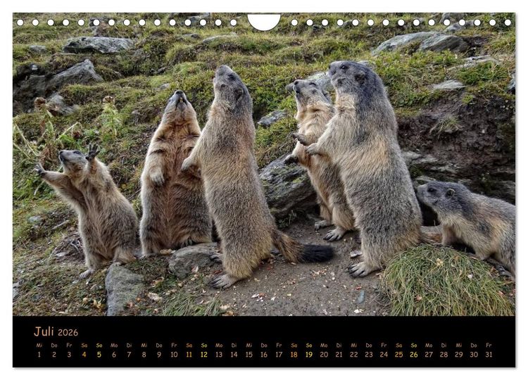 Produktbild: Wildlife - Verspielte Murmeltiere (Wandkalender 2026 DIN A4 quer), CALVENDO Monatskalender
