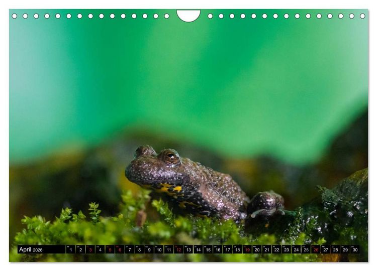 Produktbild: Salamander und Co. (Wandkalender 2026 DIN A4 quer), CALVENDO Monatskalender