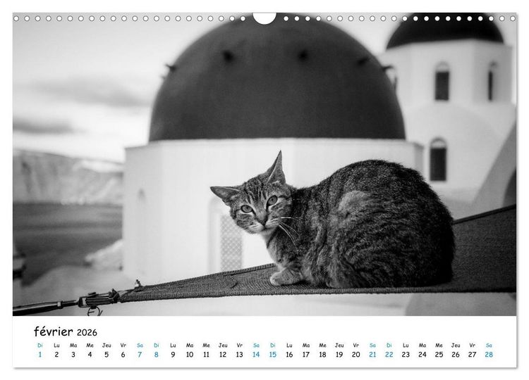 Produktbild: Chats de Santorin - Les princes d'Oia en noir et blanc (Calendrier mural 2026 DIN A3 vertical), CALVENDO calendrier mensuel