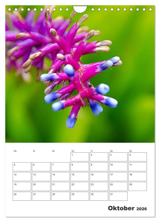 Produktbild: Dornige Sch&ouml;nheiten - Kakteen und Sukkulenten (Wandkalender 2026 DIN A4 hoch), CALVENDO Monatskalender