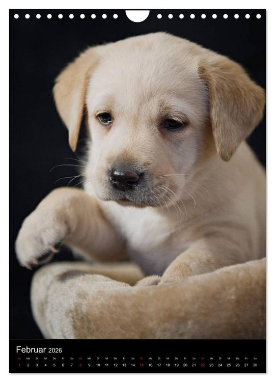 Produktbild: Labrador Welpen (Wandkalender 2026 DIN A4 hoch), CALVENDO Monatskalender