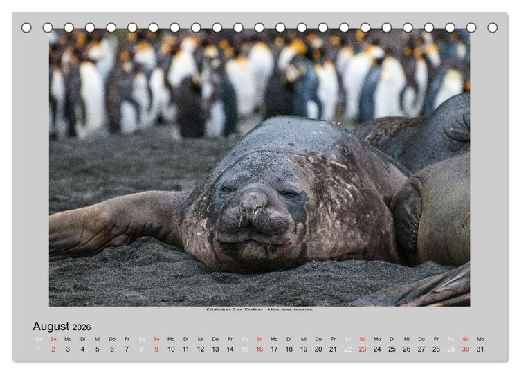 Produktbild: Tierleben in der Antarktis (Tischkalender 2026 DIN A5 quer), CALVENDO Monatskalender