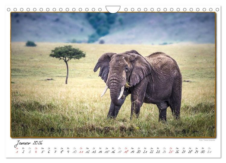 Produktbild: Abenteuer Masai Mara (Wandkalender 2026 DIN A4 quer), CALVENDO Monatskalender