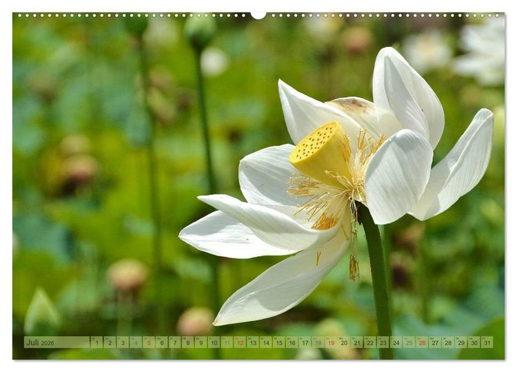 Produktbild: Tr&auml;um dich nach Mauritius (Wandkalender 2026 DIN A2 quer), CALVENDO Monatskalender