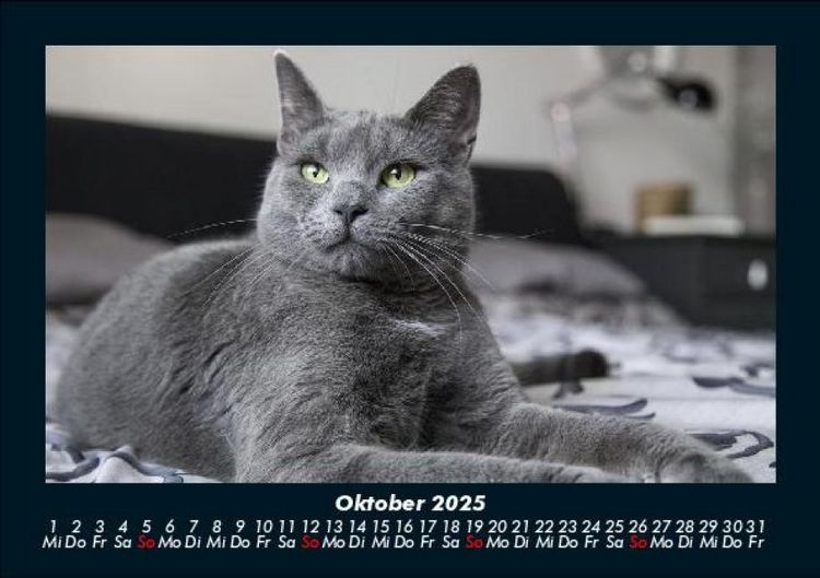 Produktbild: Katzen 2025 Fotokalender DIN A5