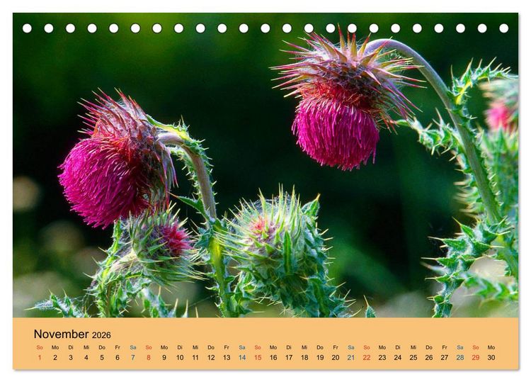 Produktbild: Wildblumen 2026 (Tischkalender 2026 DIN A5 quer), CALVENDO Monatskalender