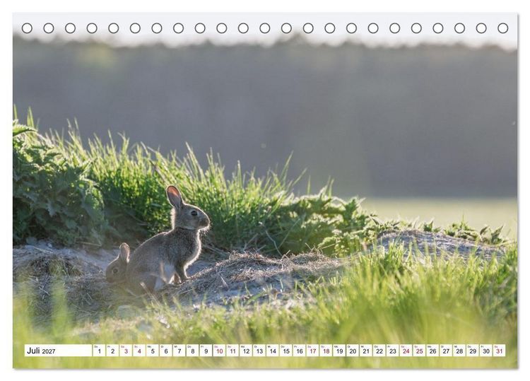 Produktbild: Wildtiere im M&uuml;ritz-Nationalpark (Tischkalender 2027 DIN A5 quer), CALVENDO Monatskalender