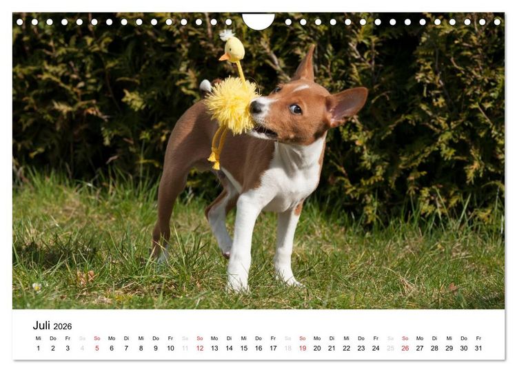 Produktbild: Allerliebste Basenji Welpen 2026 (Wandkalender 2026 DIN A4 quer), CALVENDO Monatskalender