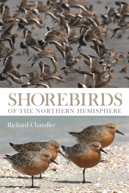Produktbild: Shorebirds of the Northern Hemisphere