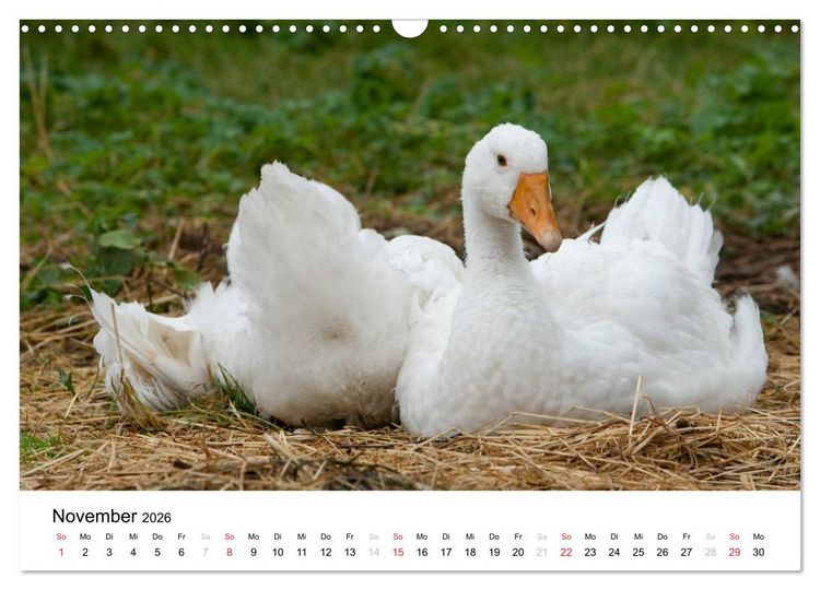 Produktbild: Bunte Welt des Bauernhofs (Wandkalender 2026 DIN A3 quer), CALVENDO Monatskalender