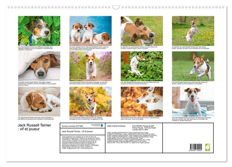 Produktbild: Jack Russell Terrier : vif et joueur (Calendrier mural 2026 DIN A2 vertical), CALVENDO calendrier mensuel