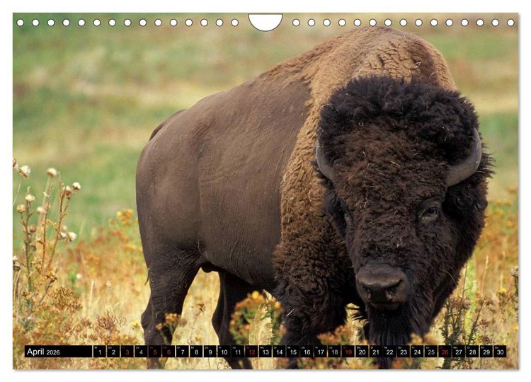 Produktbild: Wisent und Bison (Wandkalender 2026 DIN A4 quer), CALVENDO Monatskalender