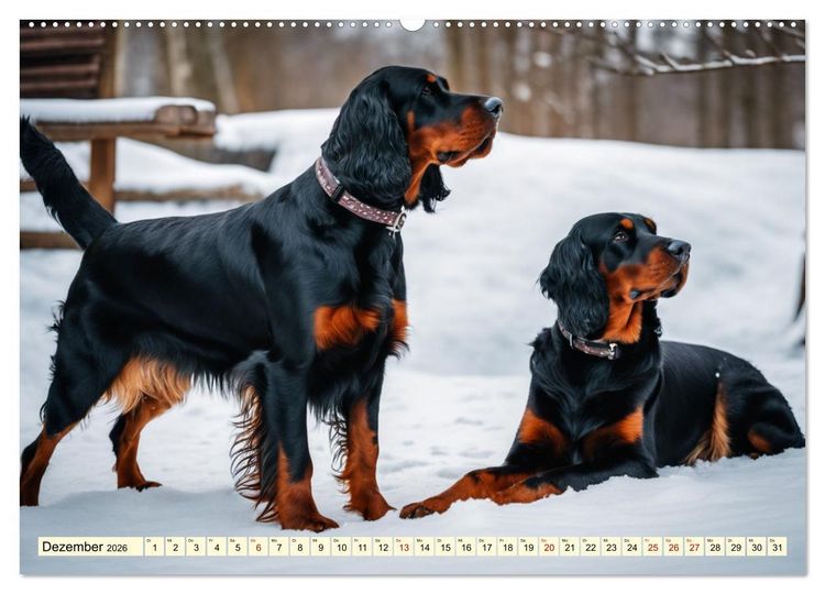 Produktbild: Gordon Setter - elegantes Kraftpaket (Wandkalender 2026 DIN A2 quer), CALVENDO Monatskalender