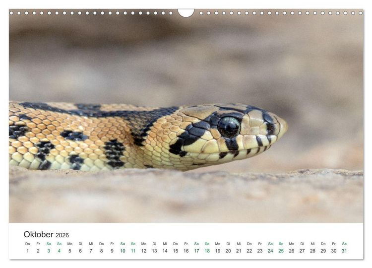 Produktbild: Schlangen - Portraits europ&auml;ischer Arten (Wandkalender 2026 DIN A3 quer), CALVENDO Monatskalender