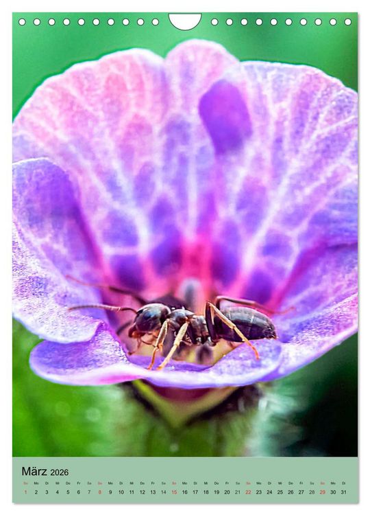 Produktbild: INSEKTENWELT - Heimische N&uuml;tzlinge ganz nah (Wandkalender 2026 DIN A4 hoch), CALVENDO Monatskalender