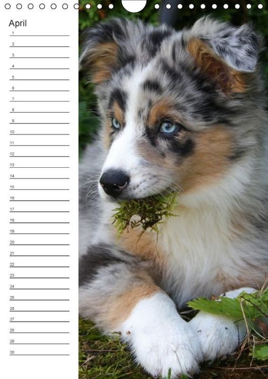 Produktbild: Der Aussie - Geburtstagskalender (Wandkalender immerw&auml;hrend DIN A4 hoch)