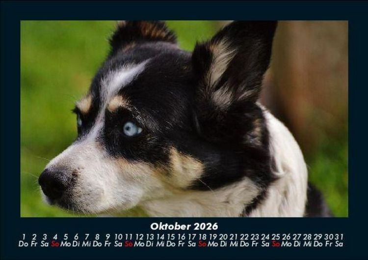 Produktbild: Welpen 2026 Fotokalender DIN A5