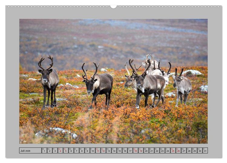 Produktbild: Rentiere im Hohen Norden (hochwertiger Premium Wandkalender 2026 DIN A2 quer), Kunstdruck in Hochglanz