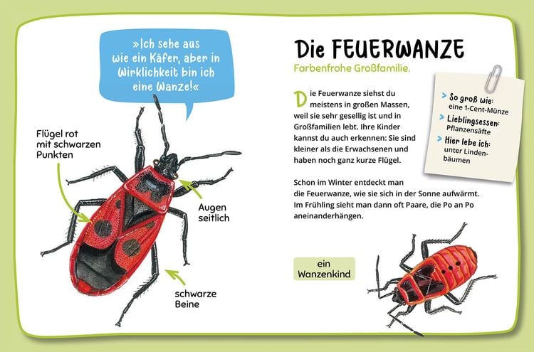 Produktbild: Mein erster Naturführer, Was krabbelt denn da?