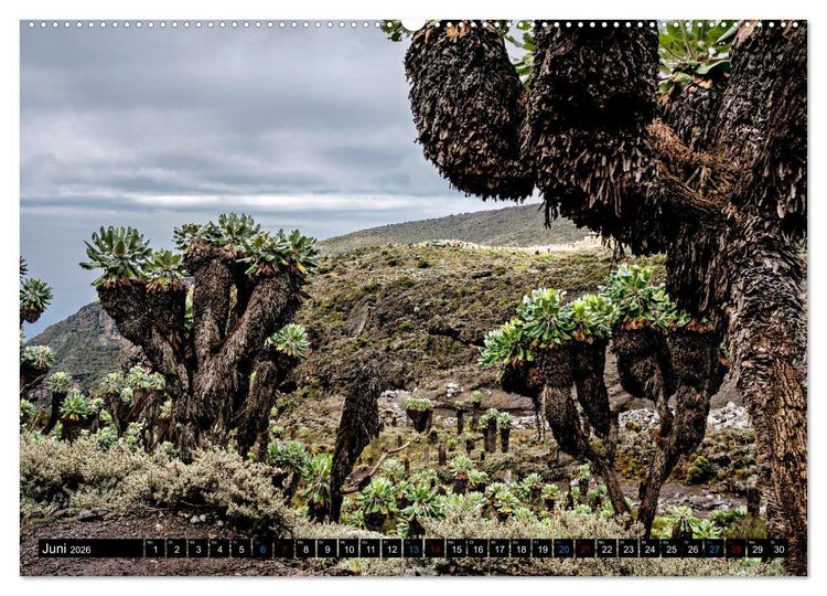 Produktbild: Kilimanjaro - das Dach Afrikas (hochwertiger Premium Wandkalender 2026 DIN A2 quer), Kunstdruck in Hochglanz