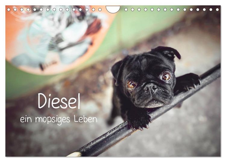 Produktbild: Diesel - ein mopsiges Leben (Wandkalender 2026 DIN A4 quer), CALVENDO Monatskalender