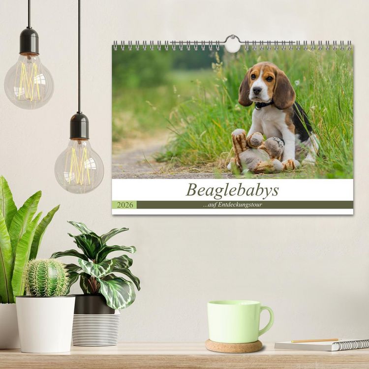 Produktbild: Beaglebabys auf Entdeckungstour (Wandkalender 2026 DIN A4 quer), CALVENDO Monatskalender