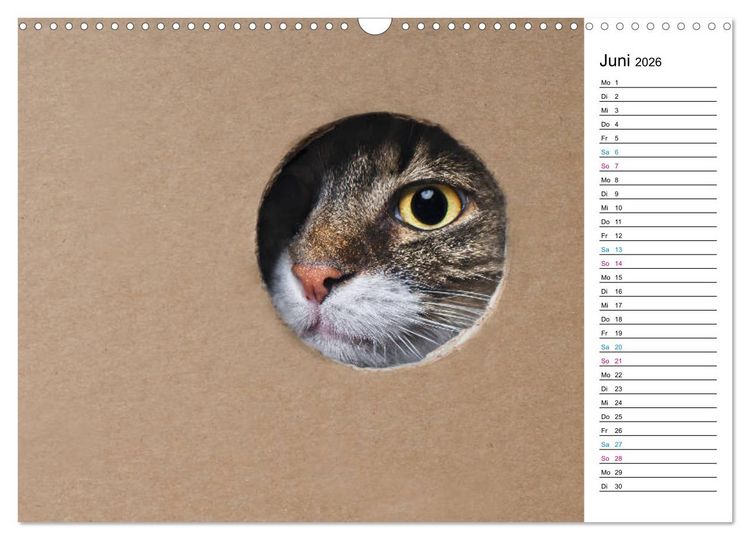 Produktbild: Karton Katzen (Wandkalender 2026 DIN A3 quer), CALVENDO Monatskalender