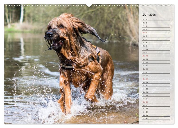 Produktbild: Der Briard 2026 - Ein echter Charmeur (hochwertiger Premium Wandkalender 2026 DIN A2 quer), Kunstdruck in Hochglanz