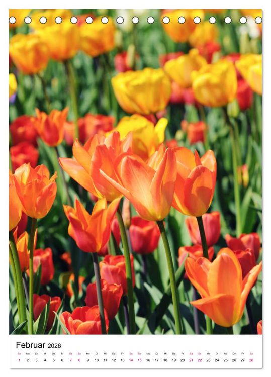 Produktbild: G&auml;rtners Lieblinge - Vielfalt der Stauden im Garten (Tischkalender 2026 DIN A5 hoch), CALVENDO Monatskalender