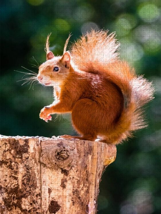 Produktbild: CALVENDO Puzzle Ein Motiv aus dem Kalender H&ouml;rnchen aus aller Welt | 1000 Teile Lege-Gr&ouml;&szlig;e 64x48cm Foto-Puzzle f&uuml;r gl&uuml;ckliche Stunden