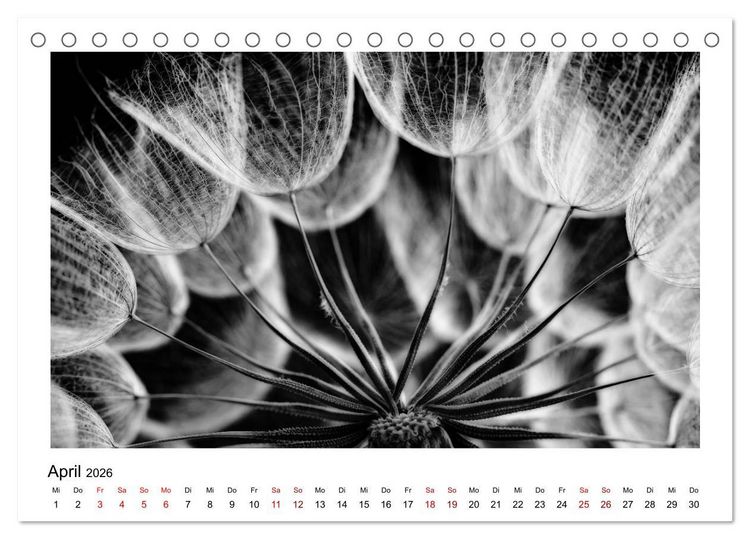 Produktbild: Die grafische Sch&ouml;nheit der Pflanzen &ndash; Schwarz-Wei&szlig; (Tischkalender 2026 DIN A5 quer), CALVENDO Monatskalender