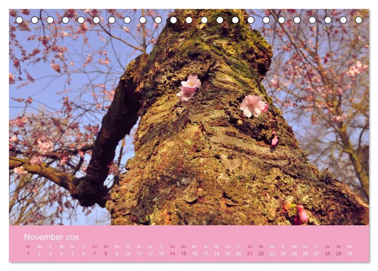 Produktbild: Zarte Kirschbl&uuml;ten - Berauschende Gedankend&uuml;fte (Tischkalender 2026 DIN A5 quer), CALVENDO Monatskalender