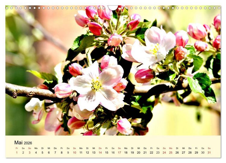 Produktbild: Saftig-knackige &Auml;pfel und k&ouml;stliche S&uuml;&szlig;speisen (Wandkalender 2026 DIN A3 quer), CALVENDO Monatskalender