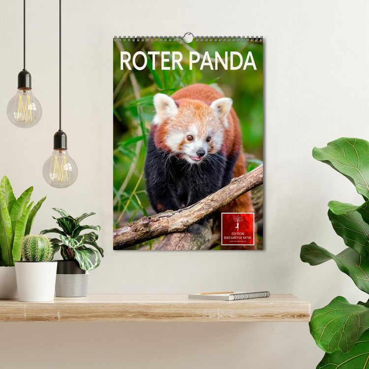 Produktbild: Roter Panda (Wandkalender 2026 DIN A3 hoch), CALVENDO Monatskalender